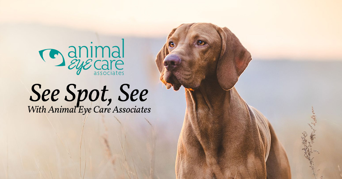animal eye care specialists